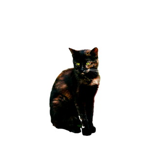 A Beautiful Tortoiseshell Cat Sits Calmly On A Brick Pavement With A Green Foliage Backdrop. 16631 - Cat PNG image with transparent background